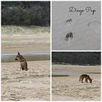 Fraser Island-2015-dingo-pups.jpg