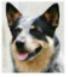 cattledog's Avatar