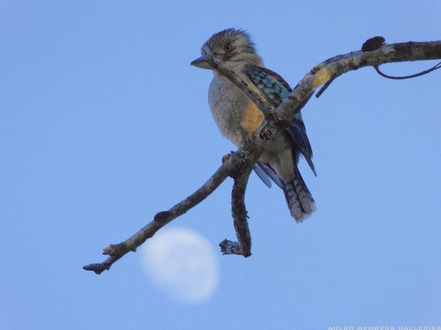 IMG_2030_Kooka_and_Moon
