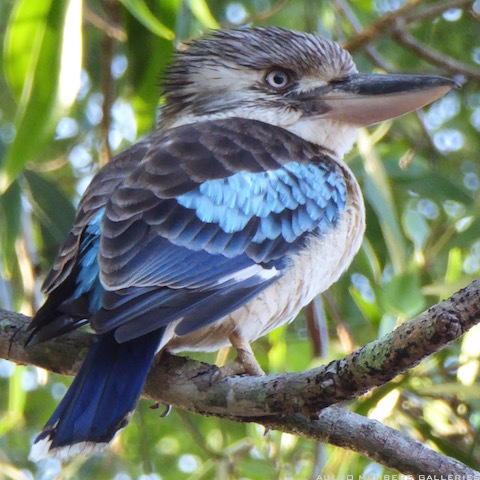 IMG_2711_Blue_Kooka