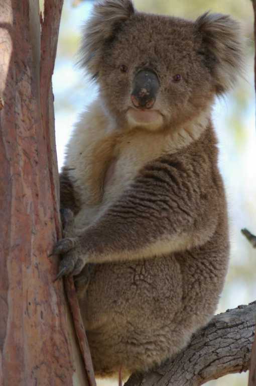 Blinky in the Bahma Forest