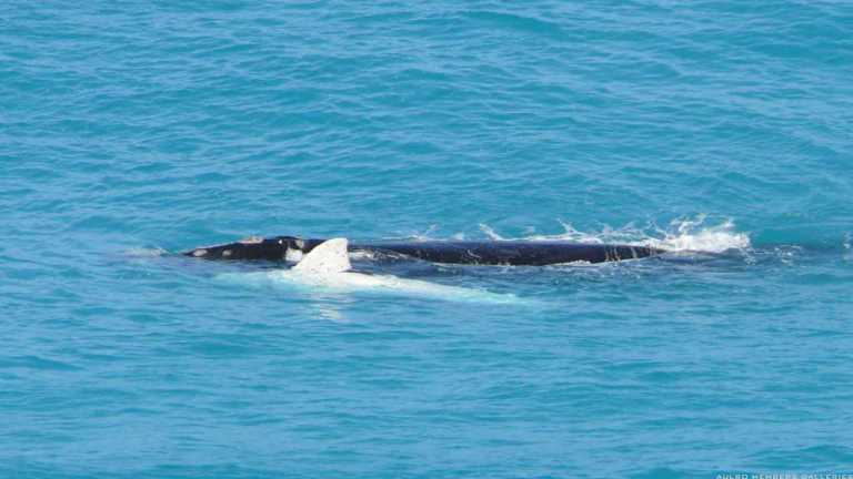 There be whales here