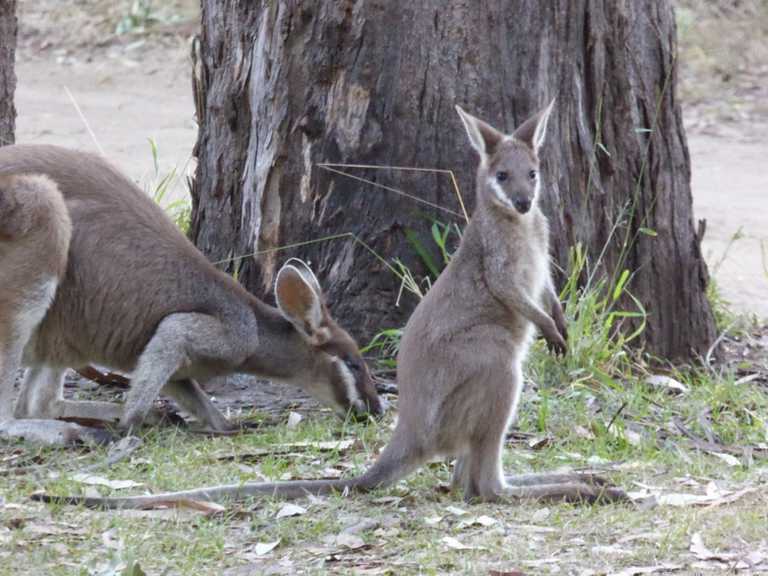 Pretty-face Wallabies