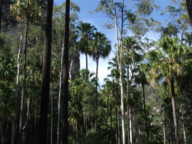 Carnarvon Gorge,QLD
