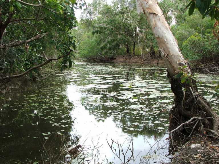 Catfish Waterhole,Lakefield NP,QLD