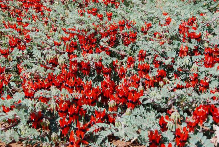 Sturt Desert Pea