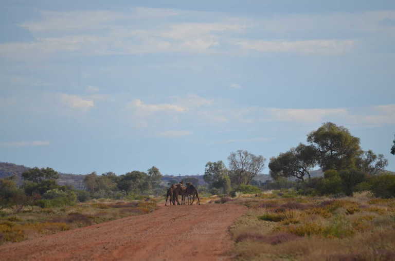 CSR 2016 - waiting for road to clear