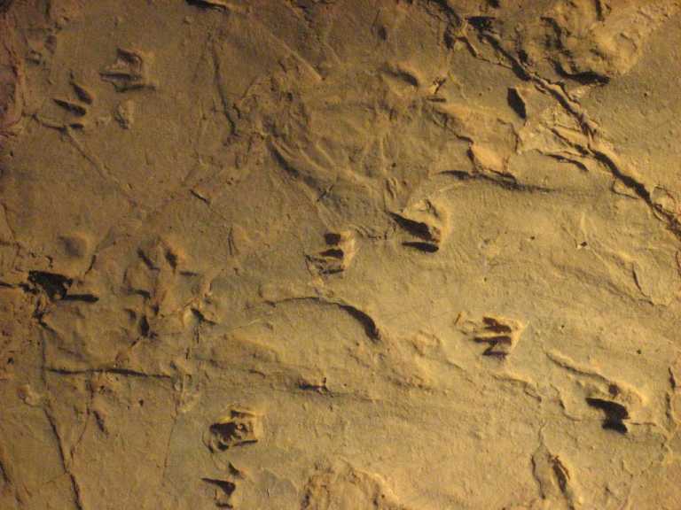 Dinosaur stampede prints, Lark Quarry (amazing)