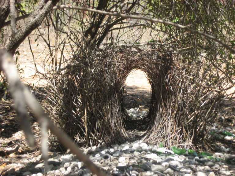 Great Bowerbird's bower