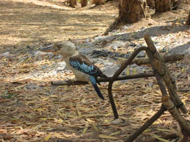 Blue Winged Kookaburra